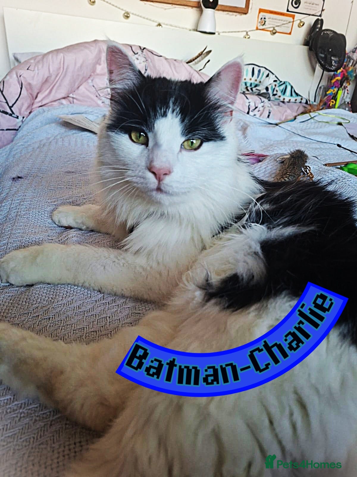 Mixed Breed cats Free to a Loving Home 2 Cats& 1 Kitten-Swansea - Advert 1