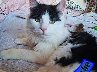 Mixed Breed cats ALL CATS HAVE BEEN REHOMED TOGERGER NOW ❤️ - Advert 1