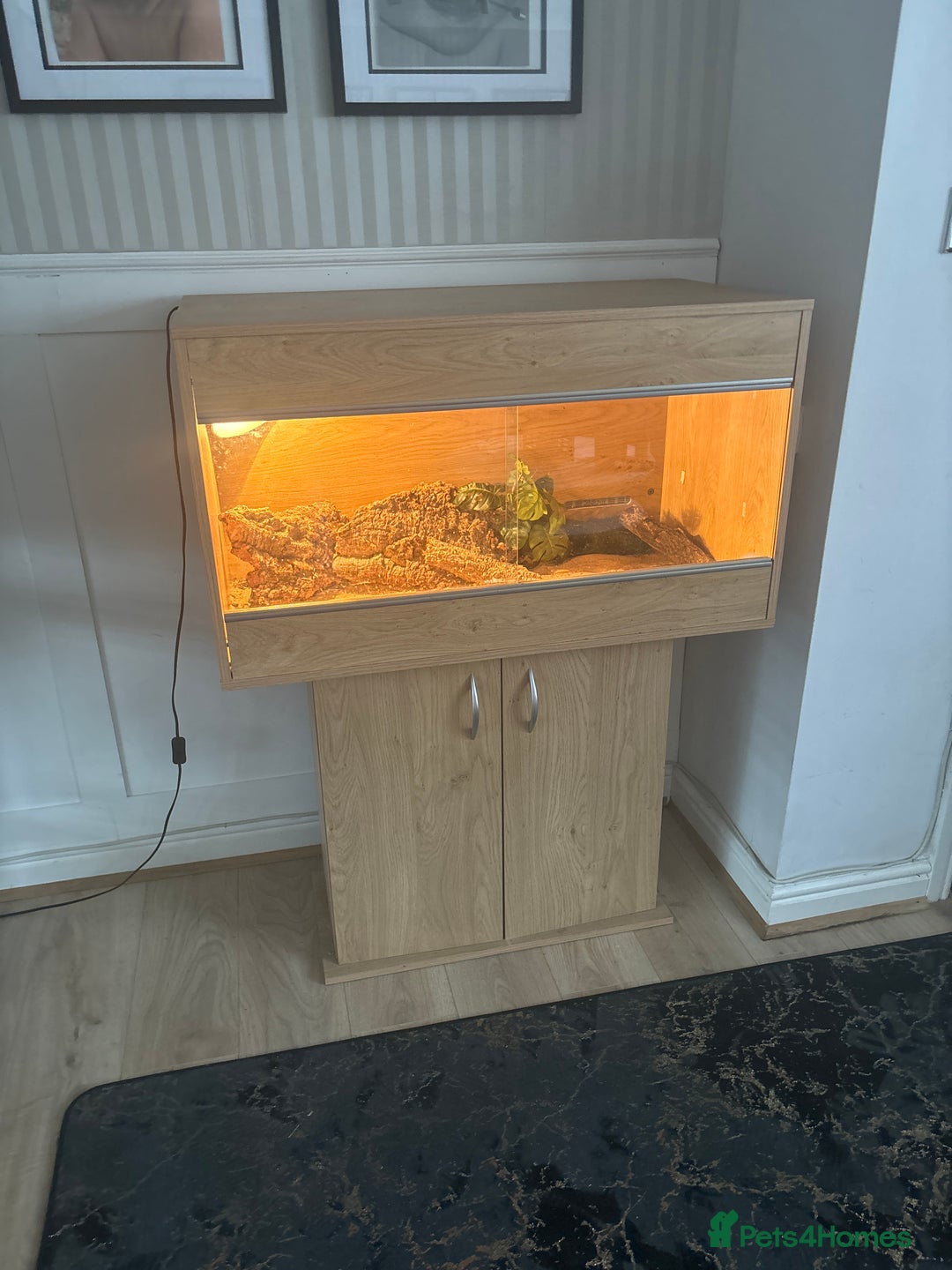 Bearded Dragon reptiles for sale: Bearded dragon and vivarium - Image 1