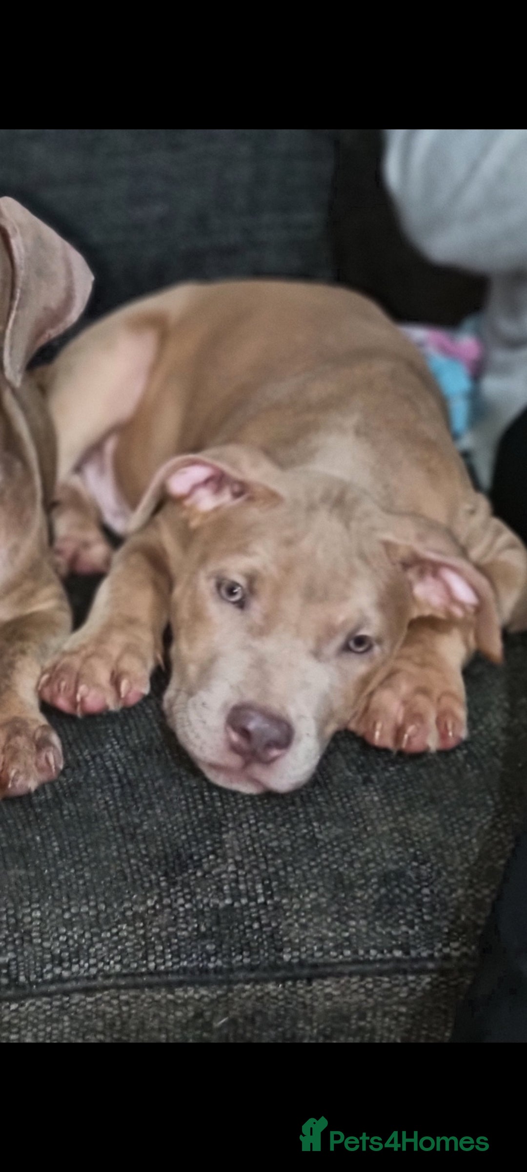 Mixed Breed dogs for sale: Top level Crossbreed pups - Advert 19