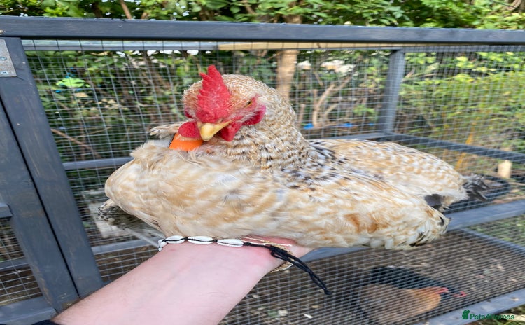 Chickens poultry - Advert 1