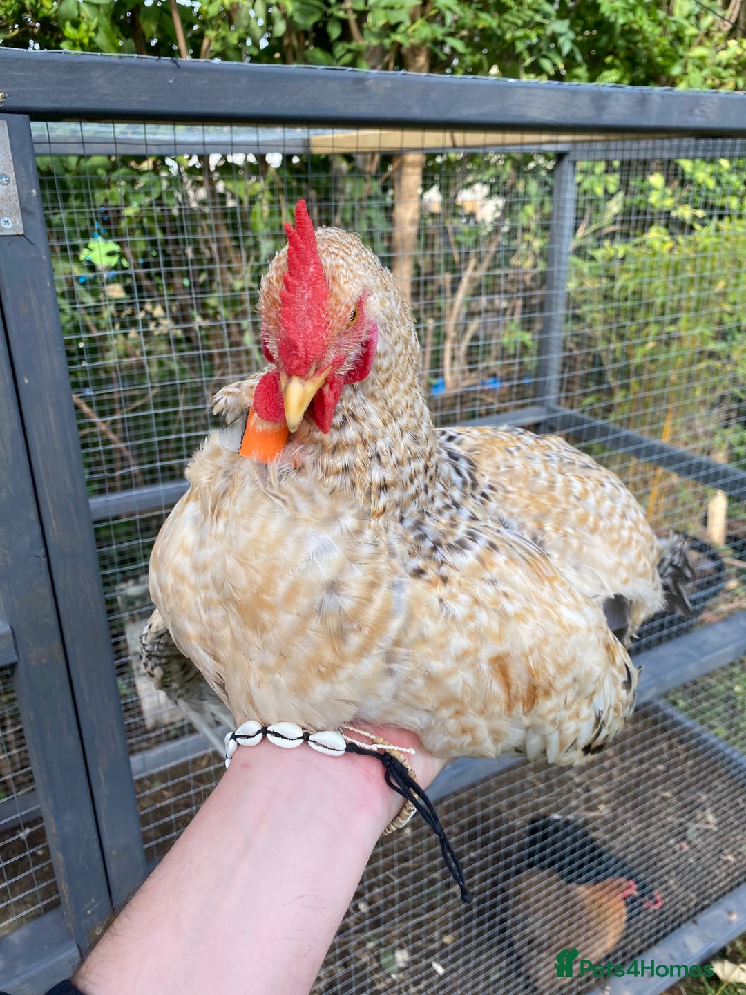 Chickens poultry for sale: Beautifully Natured Cockerel - Free to a good home - Image 1