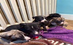 Whippet dogs for sale: KC Registered Whippet Puppies - Image 15