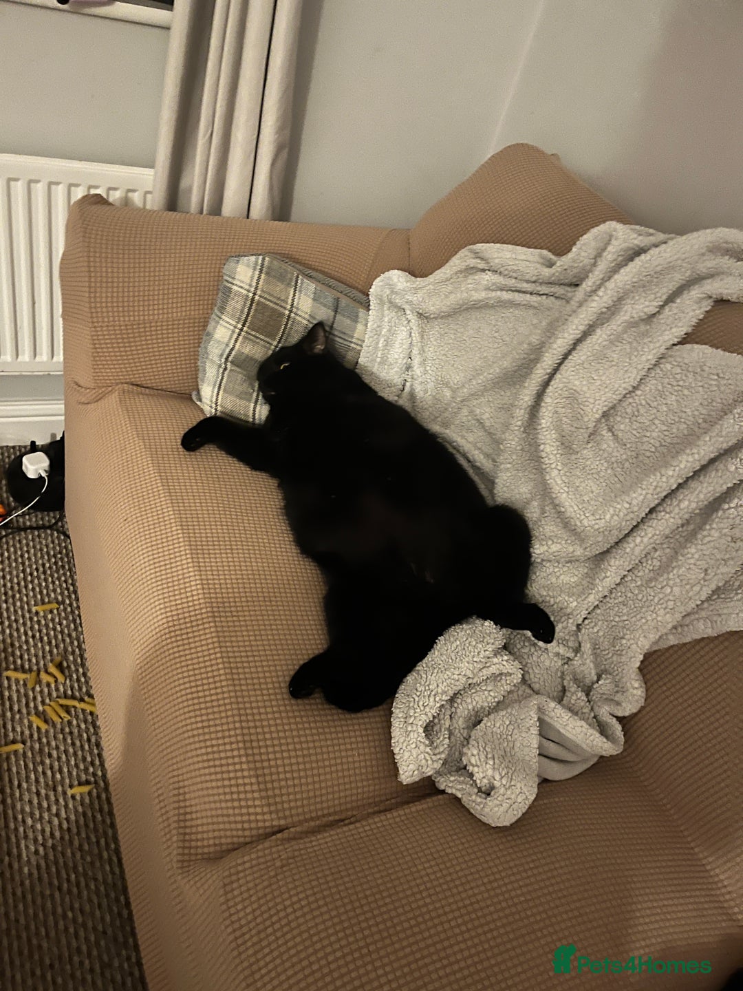 Mixed Breed cats for sale: 2 black cats mother and son - Advert 4