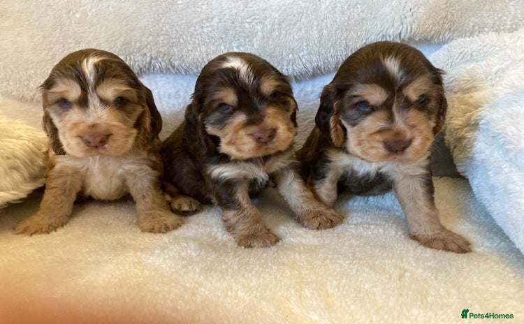 Cocker Spaniel dogs - Advert 5
