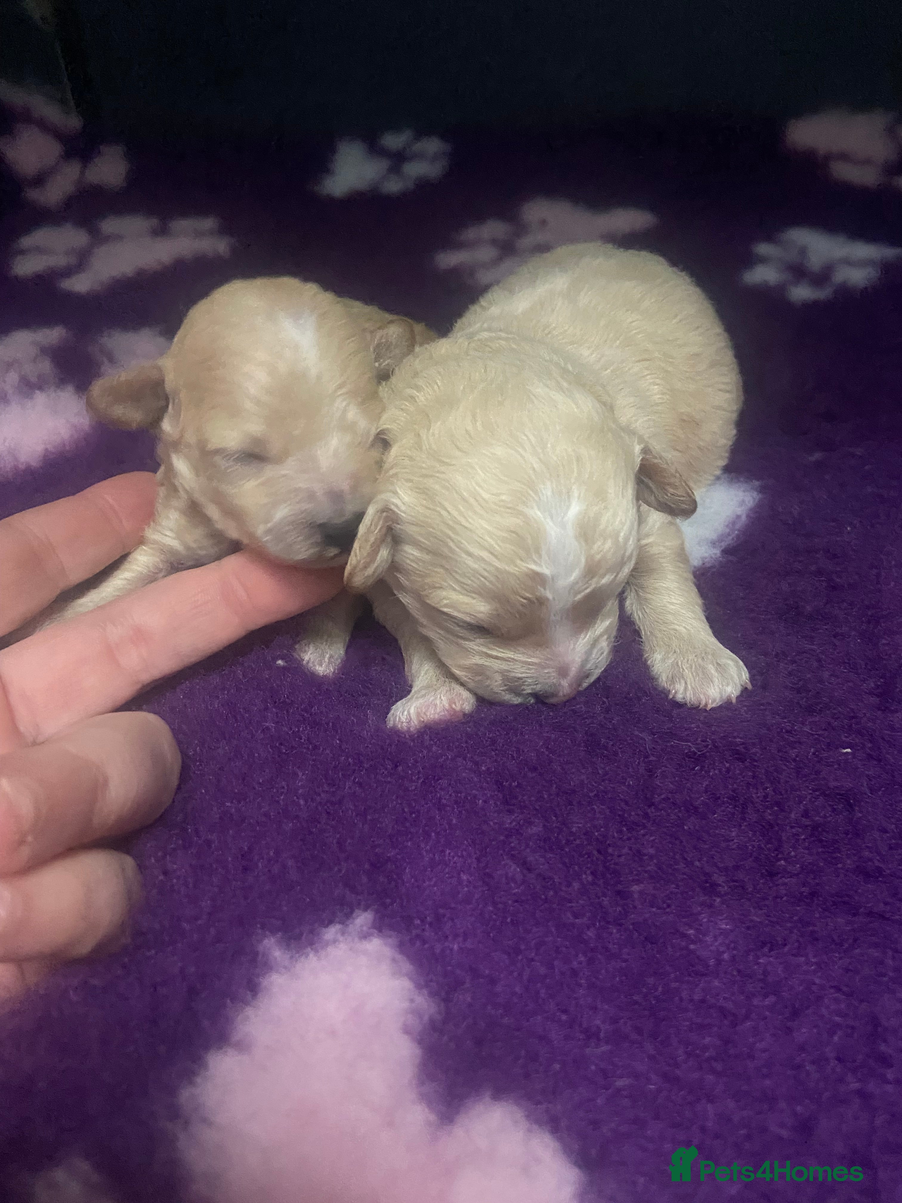 Poochon dogs F1 Tiny poochons,champion bloodline parents  - Advert 2