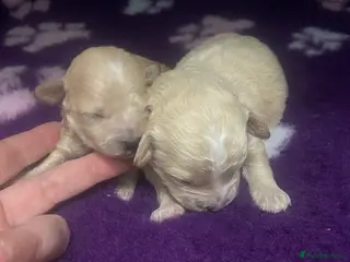 Poochon dogs F1 Tiny poochons,champion bloodline parents - Advert 2