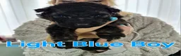 German Shepherd dogs for sale: Beautiful Plush Coated German Shepherd Puppies  - Advert 7