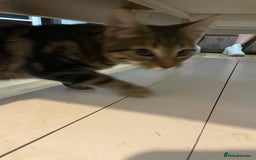 Domestic Shorthair cats for sale: Gorgeous tabby kitten  - Image 2