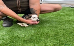 Basset Hound dogs for sale: Basset hound puppies for sale - Image 13