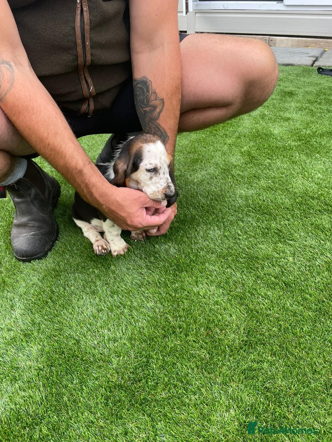 Basset Hound dogs for sale: Basset hound puppies for sale - Image 13