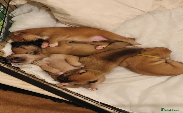Mixed Breed dogs - Advert 3