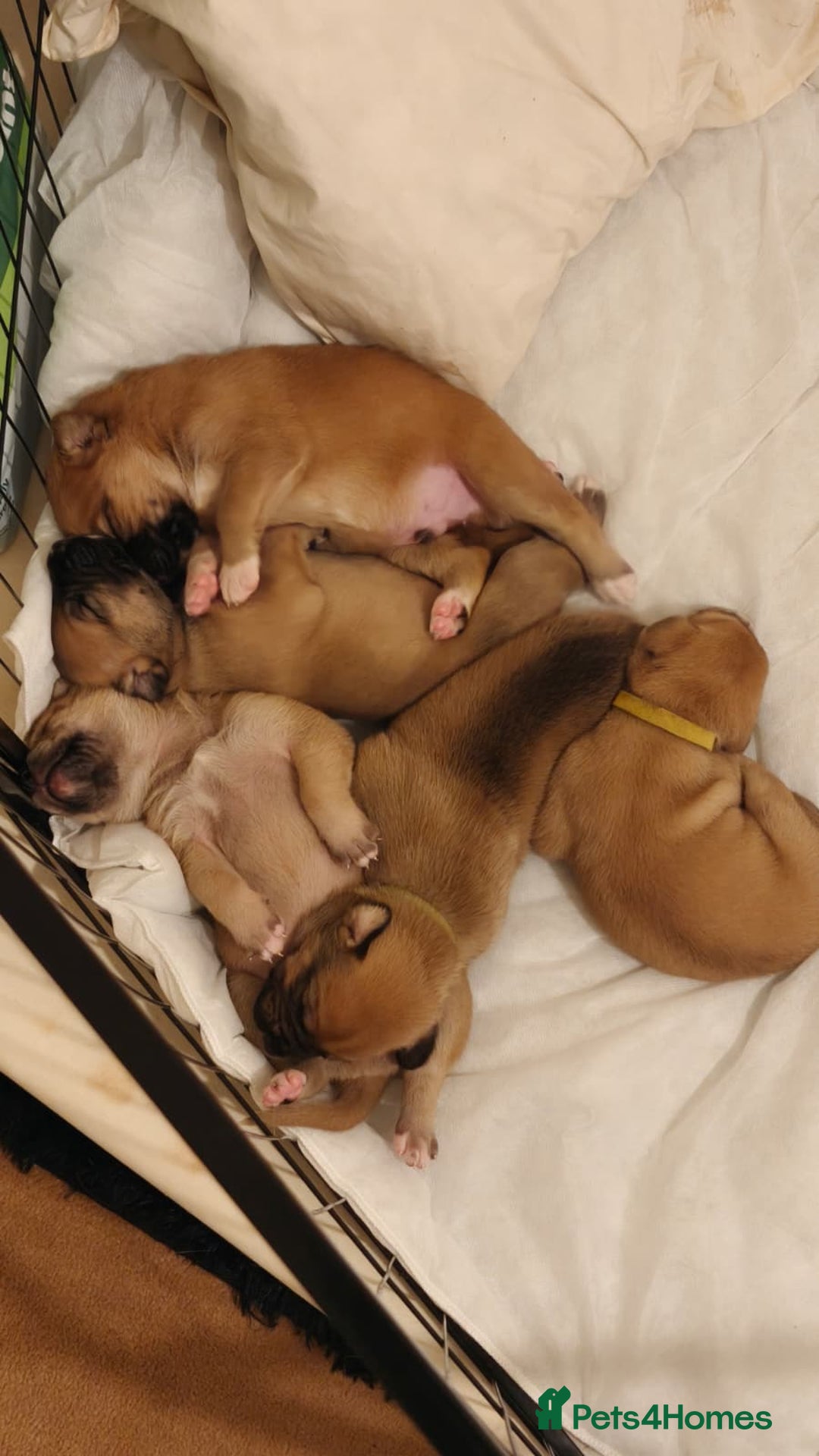 Mixed Breed dogs for sale: German Staffy Litter Available 12/10/25 - Image 1