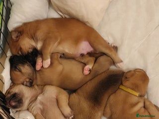 Mixed Breed dogs - Advert 34