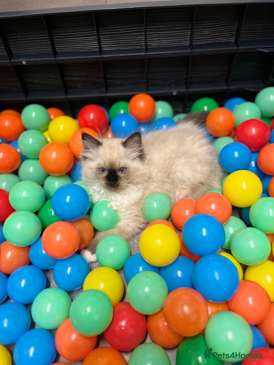 Ragdoll cats for sale: GCCF REGISTERED DNA TESTED PARENTS AND CLEAR  - Image 29
