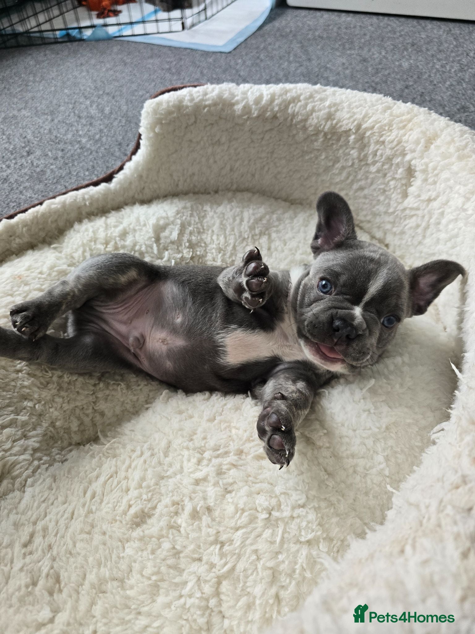 French Bulldog dogs Puppy french bulldog - Advert 1