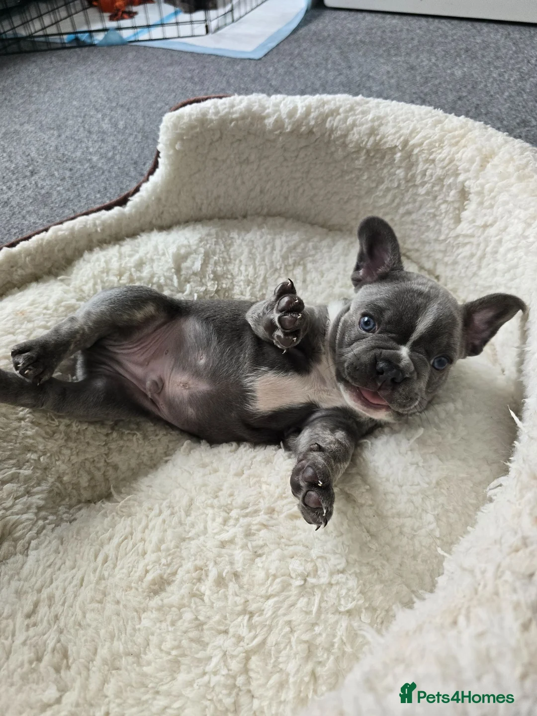 French Bulldog dogs for sale: Puppy french bulldog - Advert 1