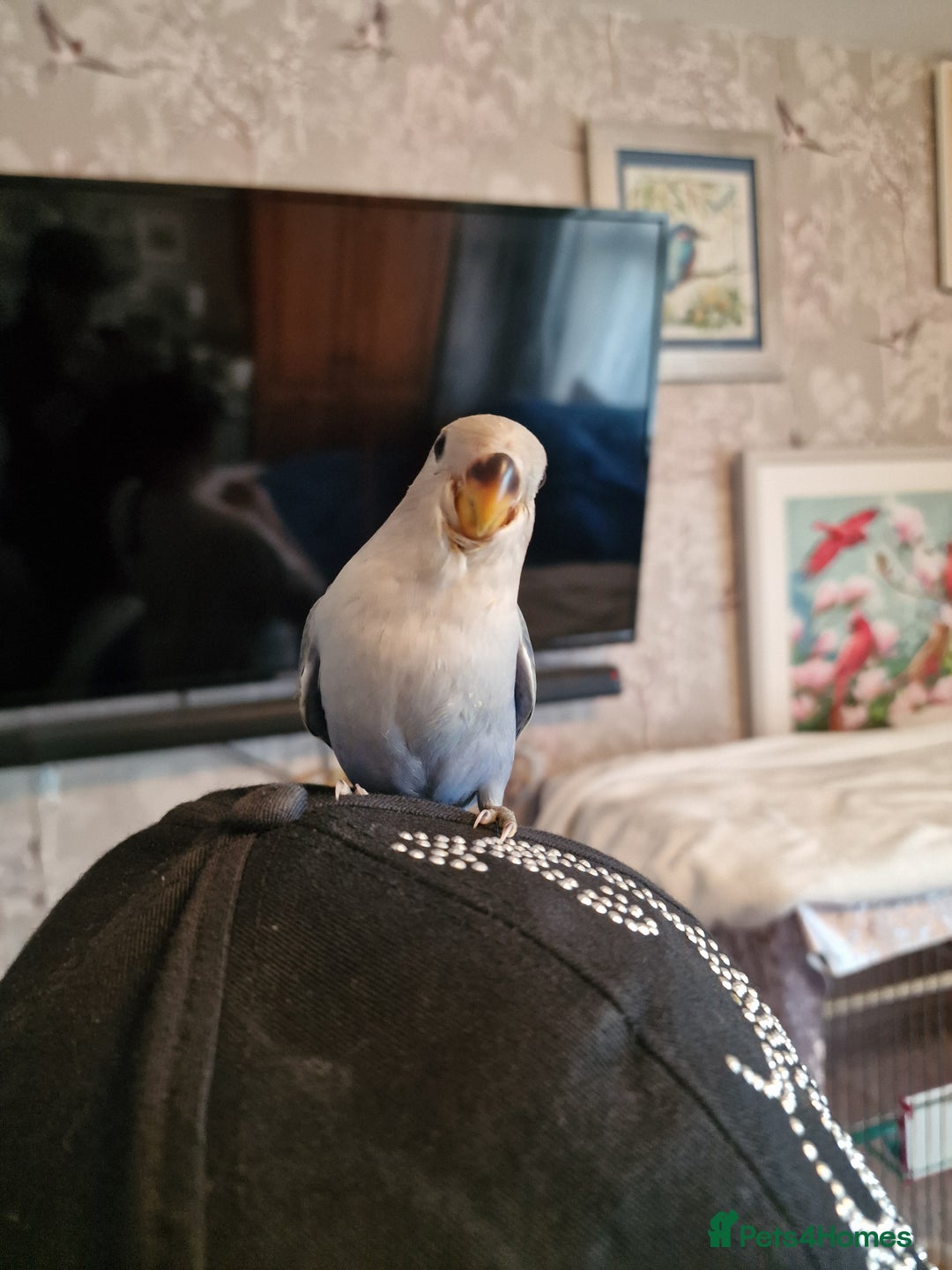 Lovebirds birds for sale: Hand Reared Peach Faced Lovebird Babies - Image 12