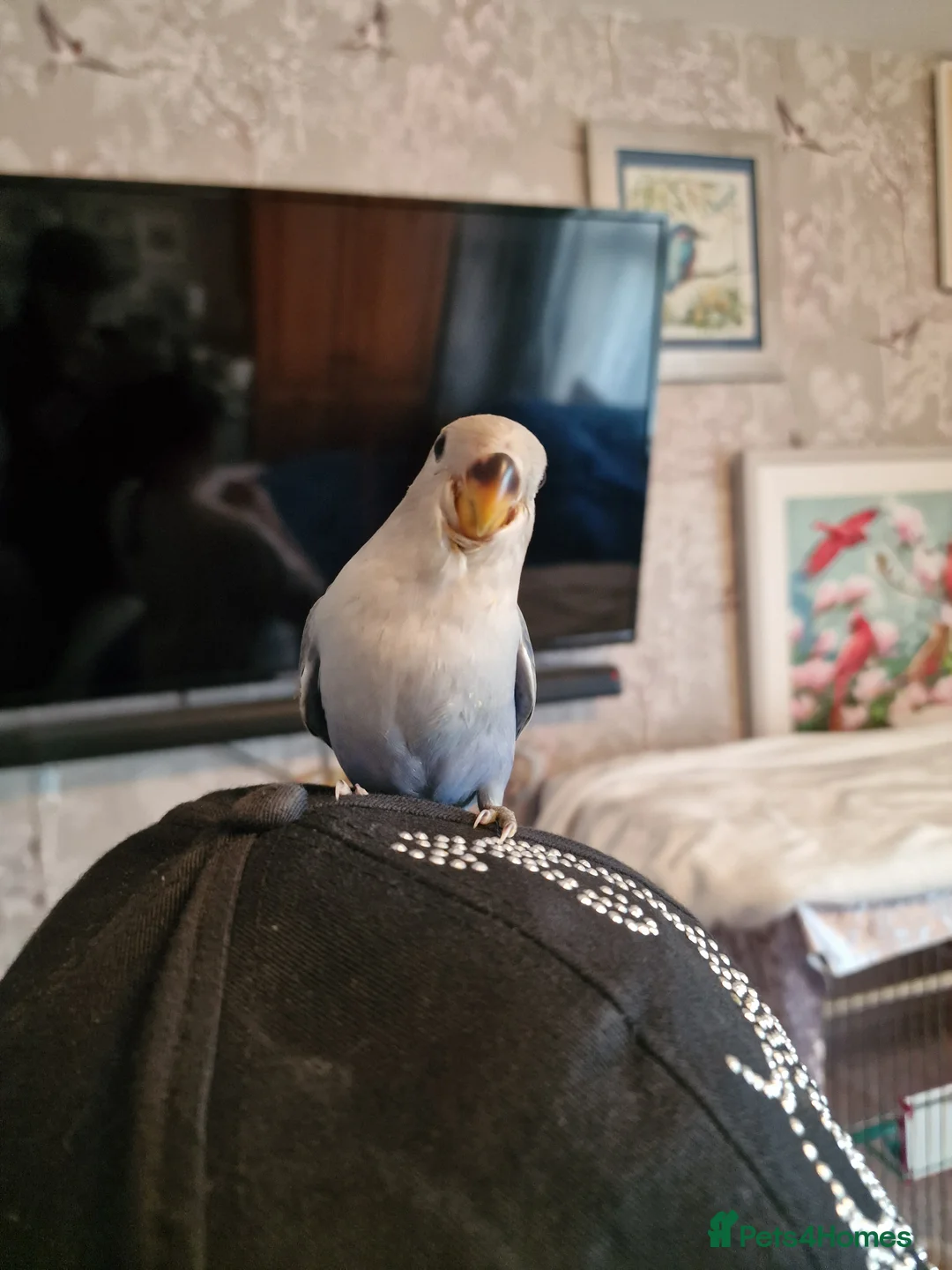 Lovebirds birds for sale: Hand Reared Peach Faced Lovebird Babies - Advert 12