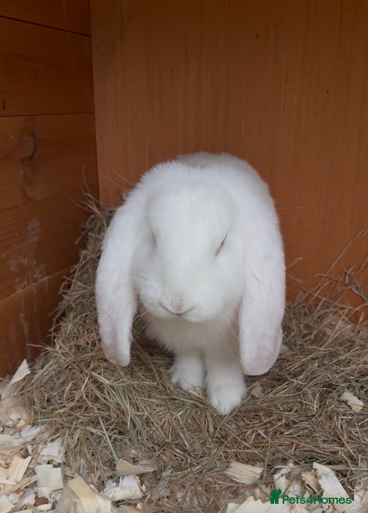 French Lop rabbits French lop babies ready to leave now.  - Advert 13