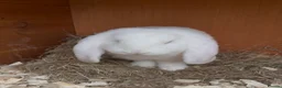 French Lop rabbits for sale: French lop babies ready to leave now.  - Advert 5