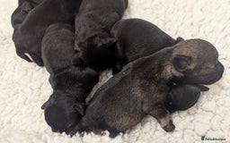 Miniature Schnauzer dogs for sale: Fully Health Tested,Kc Reg'd Mini Schnauzer Pups  - Image 12