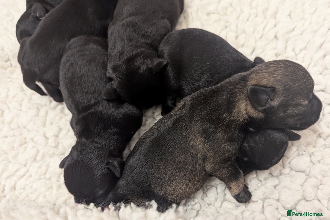 Miniature Schnauzer dogs for sale: Fully Health Tested,Kc Reg'd Mini Schnauzer Pups  - Image 12
