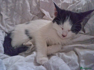 British Shorthair cats - Advert 4