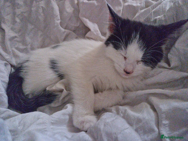 British Shorthair cats - Advert 8