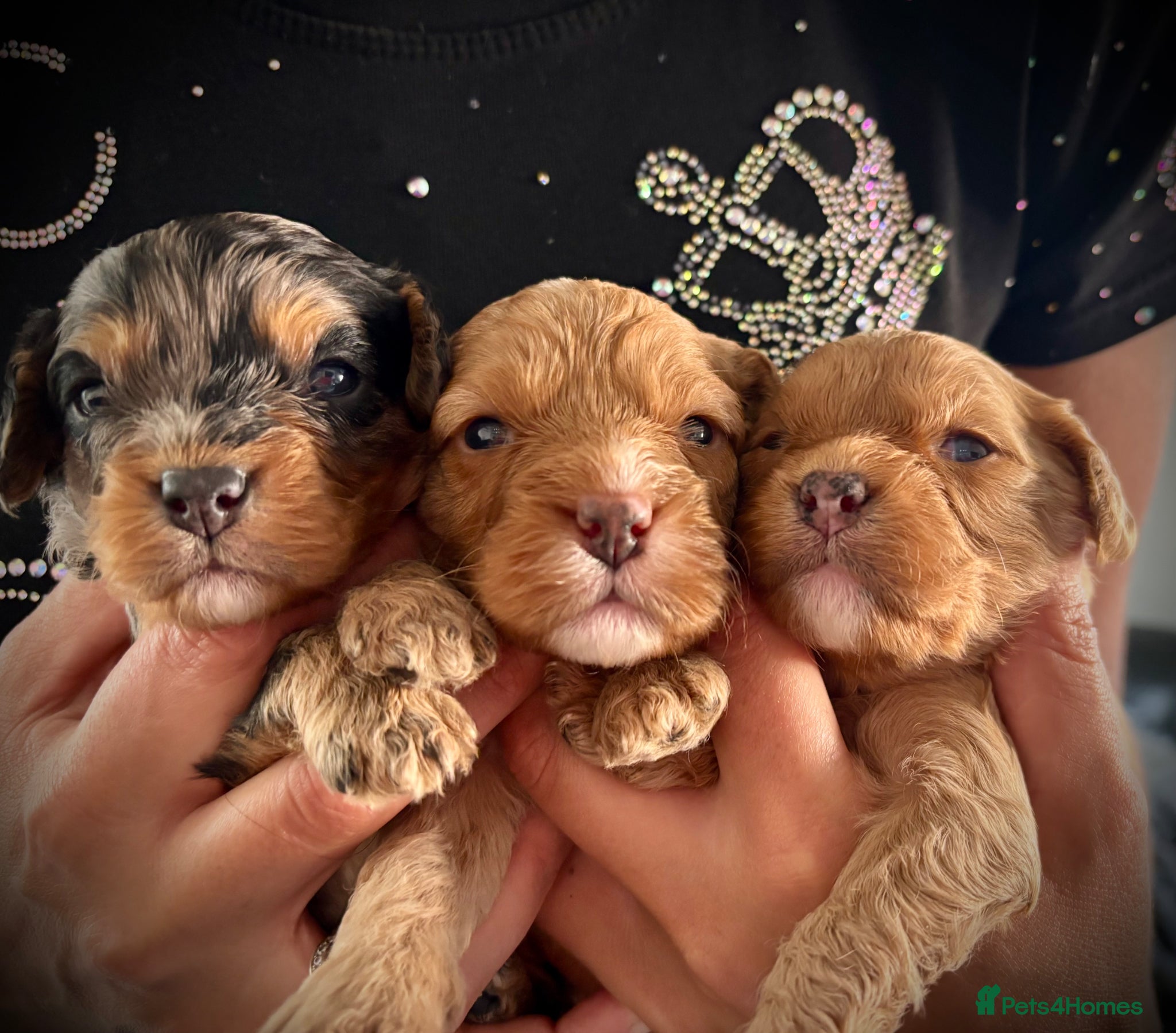 Cavapoo dogs 💙Gorgeous F1 Fully DNA tested Parents 💚 - Advert 1