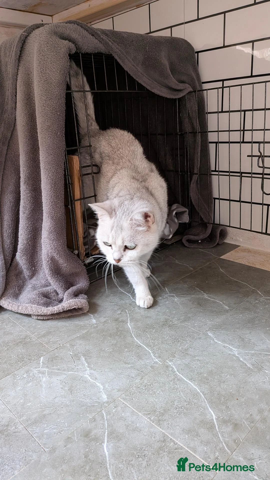 British Shorthair cats for sale: BSH 6 yer old female cat - Advert 2