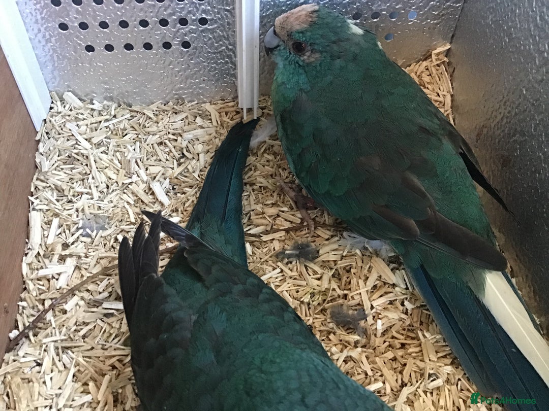 Parakeets birds for sale: Male Kakariki’s for sale  - Image 3