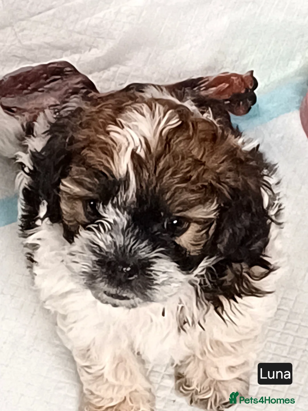 Maltipoo dogs for sale: Maltipoo puppies - Advert 10