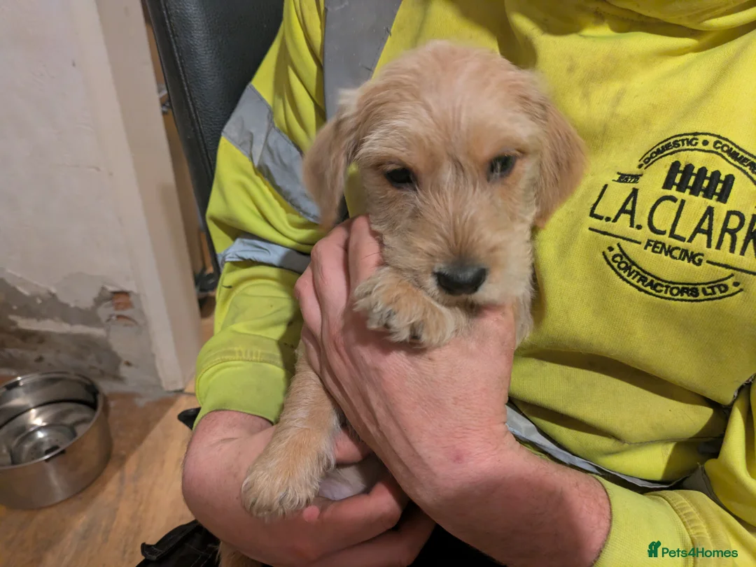 Dachshund dogs for sale: Wire Haired dachunds - Advert 13