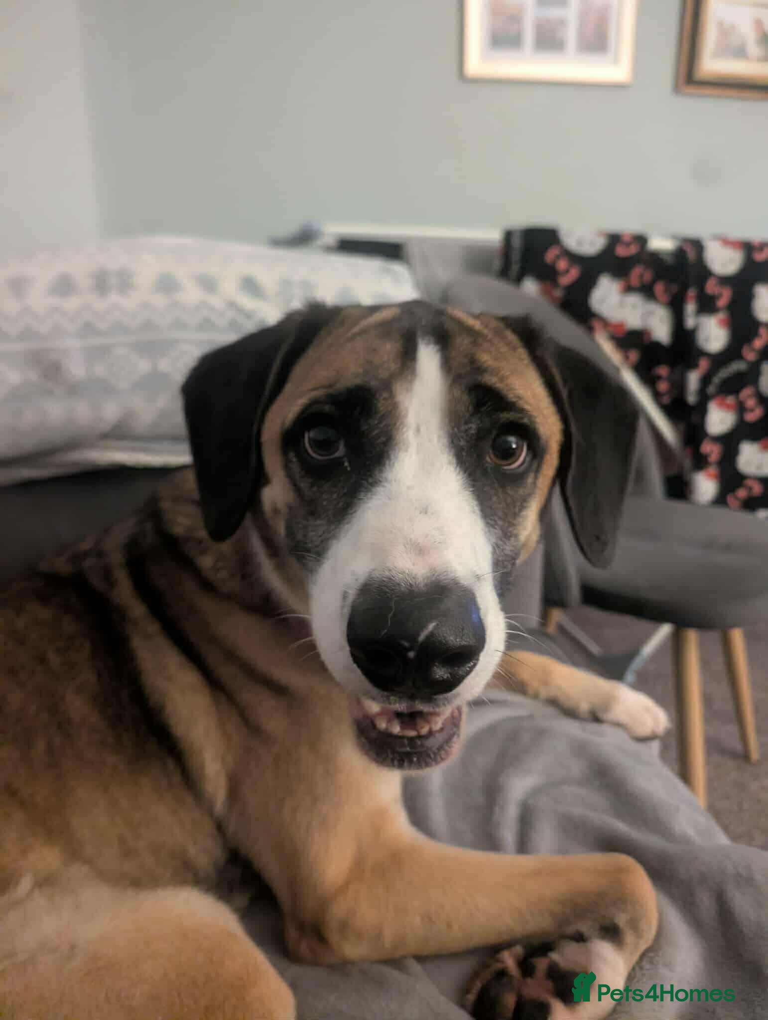 Mixed Breed dogs Umber is searching for his family  - Advert 8