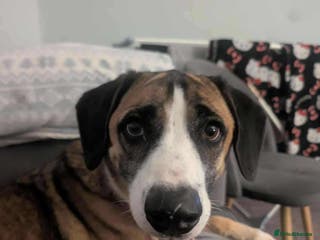 Mixed Breed dogs Umber is searching for his family - Advert 8