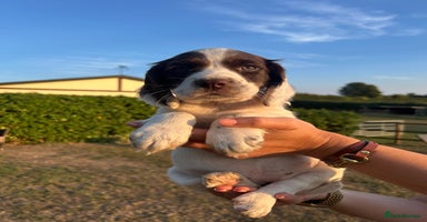 Cocker Spaniel dogs - Advert 12