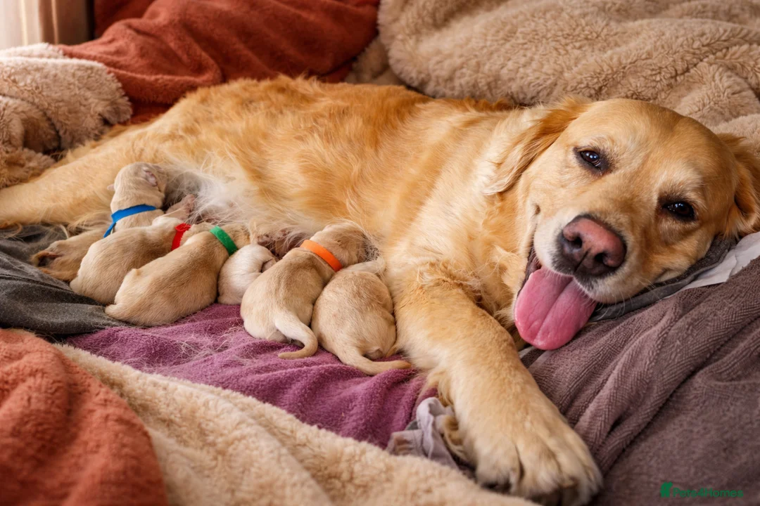 Golden Retriever dogs for sale: Golden retriever puppies in Ashton-under-Lyne - Advert 1