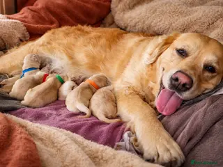 Golden Retriever dogs Golden retriever puppies in Ashton-under-Lyne - Advert 1