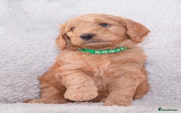 Goldendoodle dogs for sale: Goldendoodles ready in 1 weeks, Beautiful babies. - Image 15