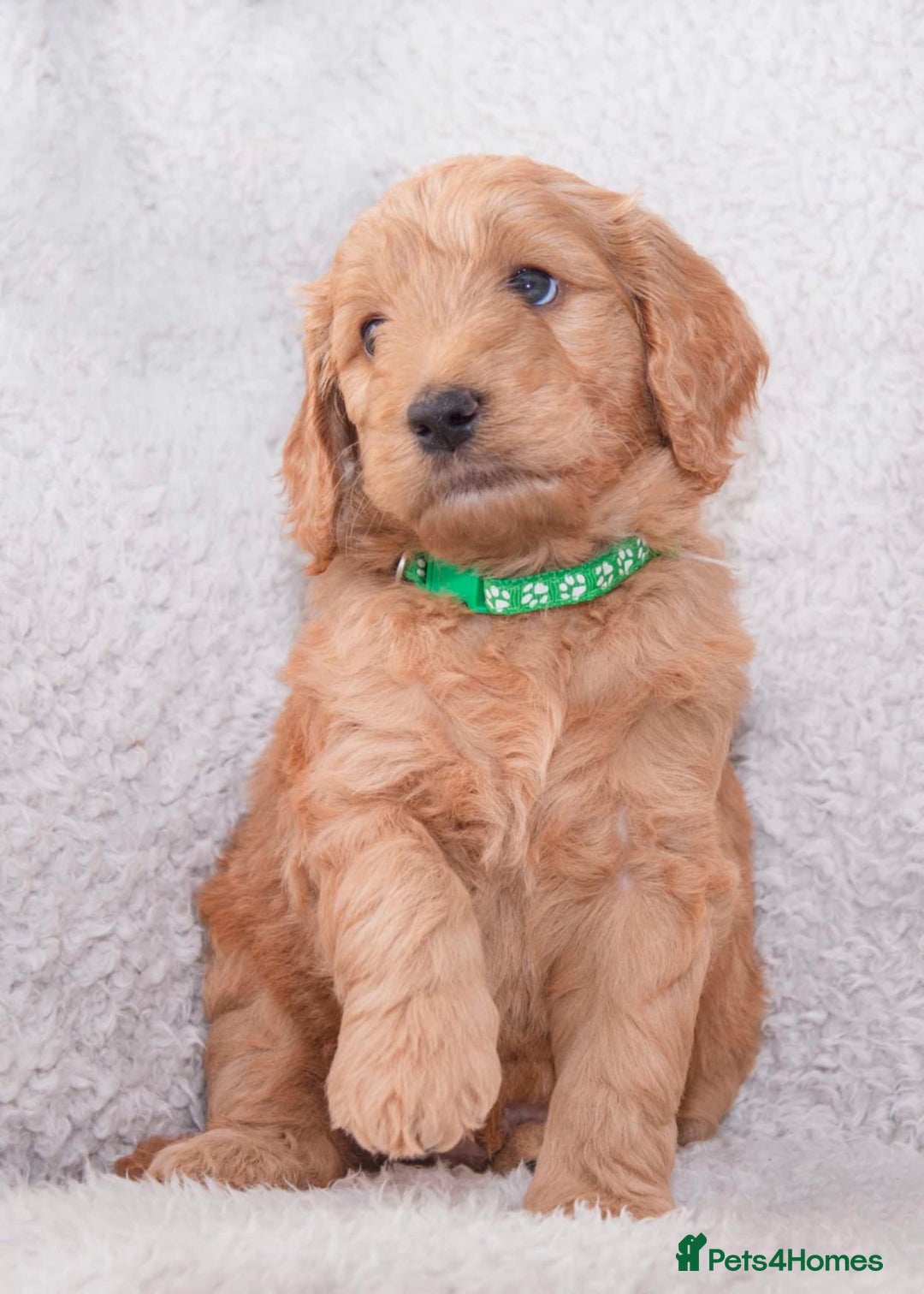 Goldendoodle dogs for sale: Goldendoodles ready in 1 weeks, Beautiful babies. - Image 15