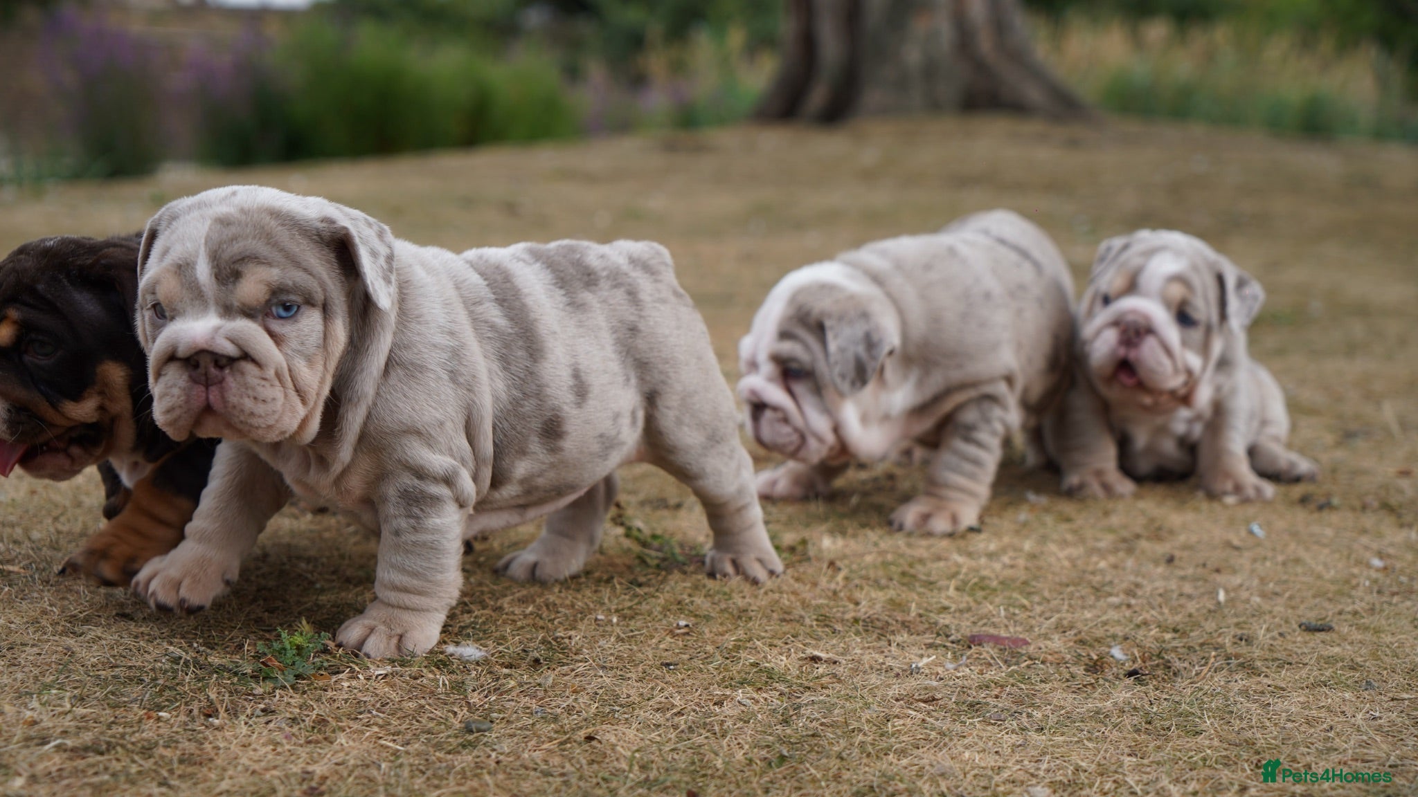 English Bulldog dogs Quality Chunky English Bulldog Puppies! Ready 🏡  - Advert 3
