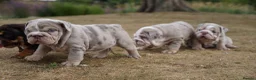 English Bulldog dogs for sale: 💎 English Bulldog Puppies!  1🌸- Girl left 🏡  - Advert 10