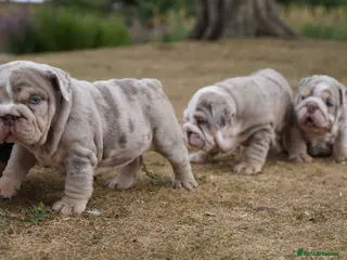 English Bulldog dogs Quality Chunky English Bulldog Puppies! Ready 🏡 - Advert 3