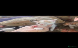 Mixed Breed cats for sale: kittens for sale  - Image 8