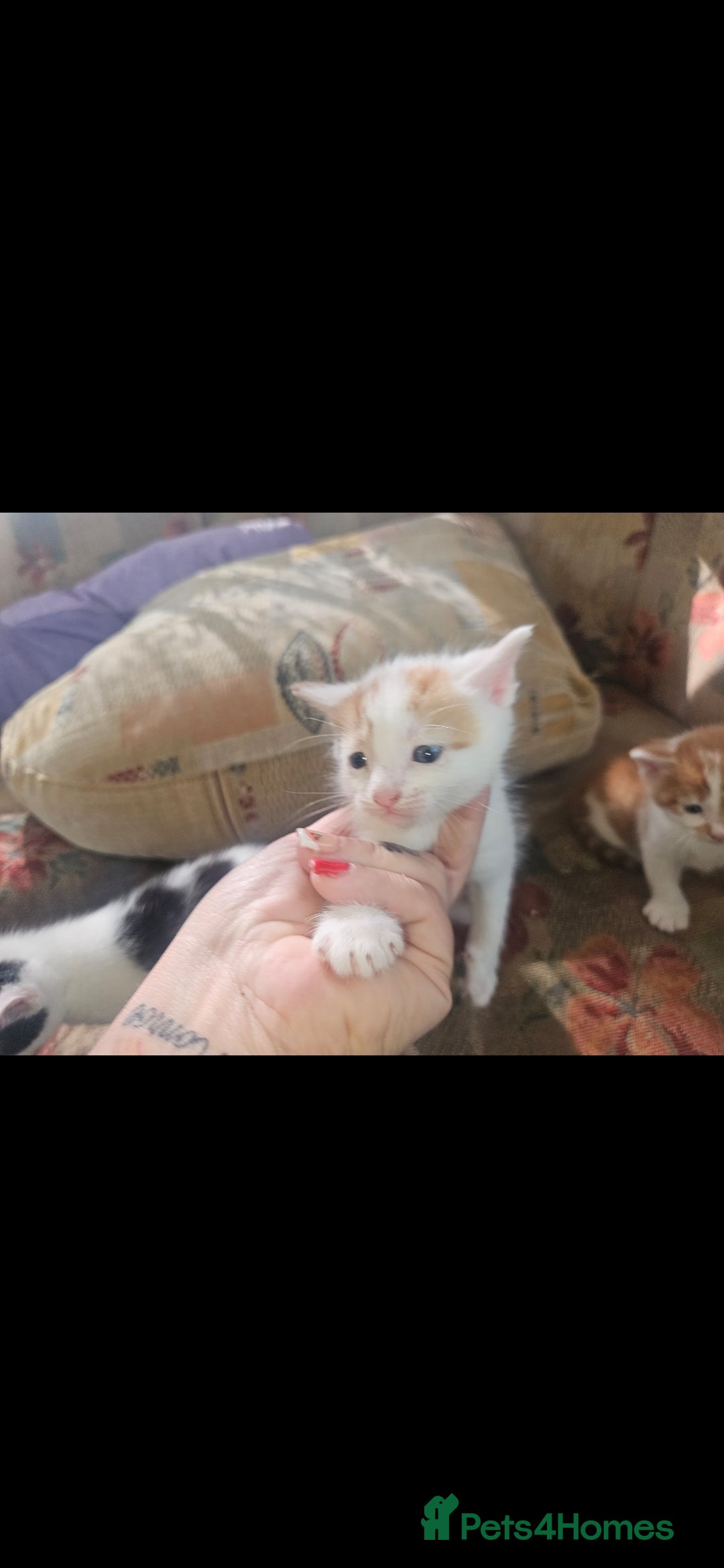 Mixed Breed cats for sale: kittens for sale  - Image 8