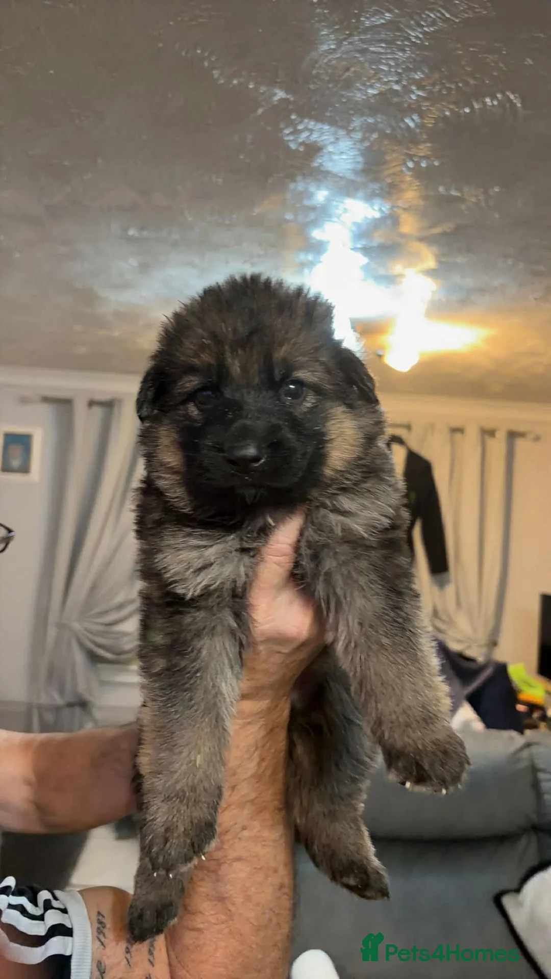 German Shepherd dogs for sale: German shepherd puppies for sale  - Advert 6