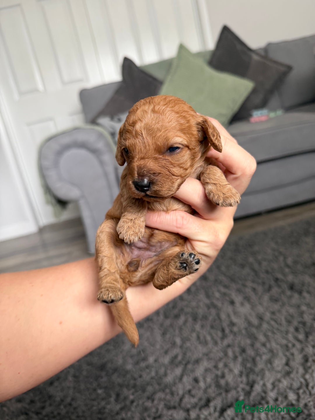 Cockapoo dogs for sale: F1B cockapoofor sale - Image 9