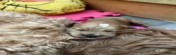 Cockapoo dogs for sale: Beautiful Cockapoo F1B Puppies  🐶❤️ - Advert 18
