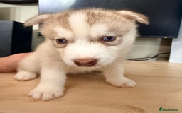 Siberian Husky dogs for sale: SIBERIAN HUSKY  - Image 22
